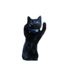 ねこ9（個別スタンプ：1）