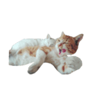 ねこ9（個別スタンプ：2）