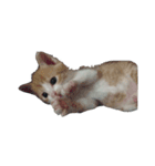 ねこ9（個別スタンプ：3）