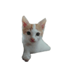 ねこ9（個別スタンプ：8）