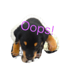 love Animals.（個別スタンプ：2）
