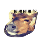 love Animals.（個別スタンプ：6）