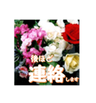 薔薇の花♡アソート6_挨拶メッセージ（個別スタンプ：10）