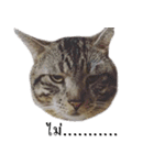 Cocktail The Moody（個別スタンプ：1）