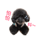 咪嚕的日常（個別スタンプ：5）