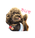 咪嚕的日常（個別スタンプ：7）