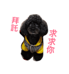 咪嚕的日常（個別スタンプ：11）