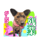 保護犬のわんこ6（個別スタンプ：10）