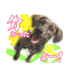 保護犬のわんこ6（個別スタンプ：17）