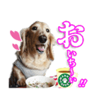 保護犬のわんこ6（個別スタンプ：26）