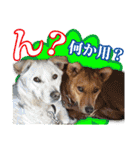 保護犬のわんこ6（個別スタンプ：27）