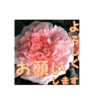 薔薇の花♡ME_挨拶メッセージ（個別スタンプ：2）