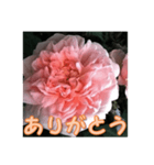 薔薇の花♡ME_挨拶メッセージ（個別スタンプ：3）