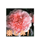 薔薇の花♡ME_挨拶メッセージ（個別スタンプ：7）