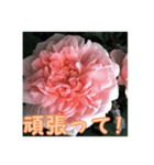 薔薇の花♡ME_挨拶メッセージ（個別スタンプ：11）