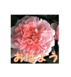 薔薇の花♡ME_挨拶メッセージ（個別スタンプ：12）