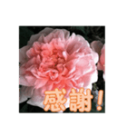薔薇の花♡ME_挨拶メッセージ（個別スタンプ：14）