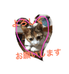 三毛猫 ひめ ・仔猫編（個別スタンプ：1）