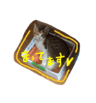 三毛猫 ひめ ・仔猫編（個別スタンプ：3）