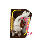 三毛猫 ひめ ・仔猫編（個別スタンプ：6）