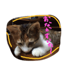 三毛猫 ひめ ・仔猫編（個別スタンプ：7）