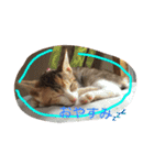 三毛猫 ひめ ・仔猫編（個別スタンプ：8）