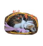 三毛猫 ひめ ・仔猫編（個別スタンプ：9）