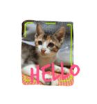 三毛猫 ひめ ・仔猫編（個別スタンプ：10）