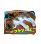 三毛猫 ひめ ・仔猫編（個別スタンプ：11）
