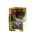 三毛猫 ひめ ・仔猫編（個別スタンプ：13）