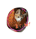 三毛猫 ひめ ・仔猫編（個別スタンプ：14）