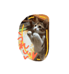 三毛猫 ひめ ・仔猫編（個別スタンプ：16）