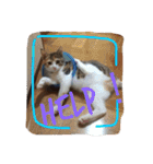 三毛猫 ひめ ・仔猫編（個別スタンプ：18）
