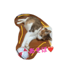 三毛猫 ひめ ・仔猫編（個別スタンプ：21）