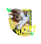 三毛猫 ひめ ・仔猫編（個別スタンプ：23）