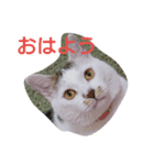 ちく（個別スタンプ：1）