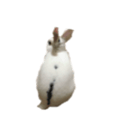 うさぎのイヴ（個別スタンプ：4）