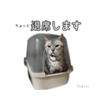 3匹の猫の写真スタンプ2（個別スタンプ：28）