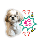 fur kids（個別スタンプ：1）