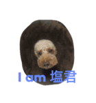 ねこ16（個別スタンプ：1）