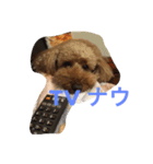 ねこ16（個別スタンプ：4）