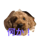 ねこ16（個別スタンプ：8）