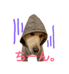 ぼく、りきまる。2（個別スタンプ：2）