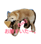 ぼく、りきまる。2（個別スタンプ：6）