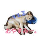 ぼく、りきまる。2（個別スタンプ：11）