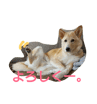 ぼく、りきまる。2（個別スタンプ：14）