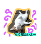 ミーモンスタンプ2（個別スタンプ：3）
