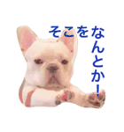 フレンチブルドッグのgoと申します。（個別スタンプ：2）