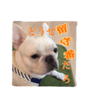 フレンチブルドッグのgoと申します。（個別スタンプ：6）