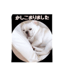 フレンチブルドッグのgoと申します。（個別スタンプ：7）